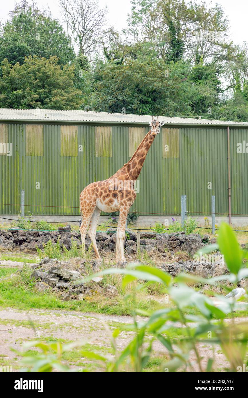 Giraffe im Paignton Zoo, Devon, England, Vereinigtes Königreich. Stockfoto