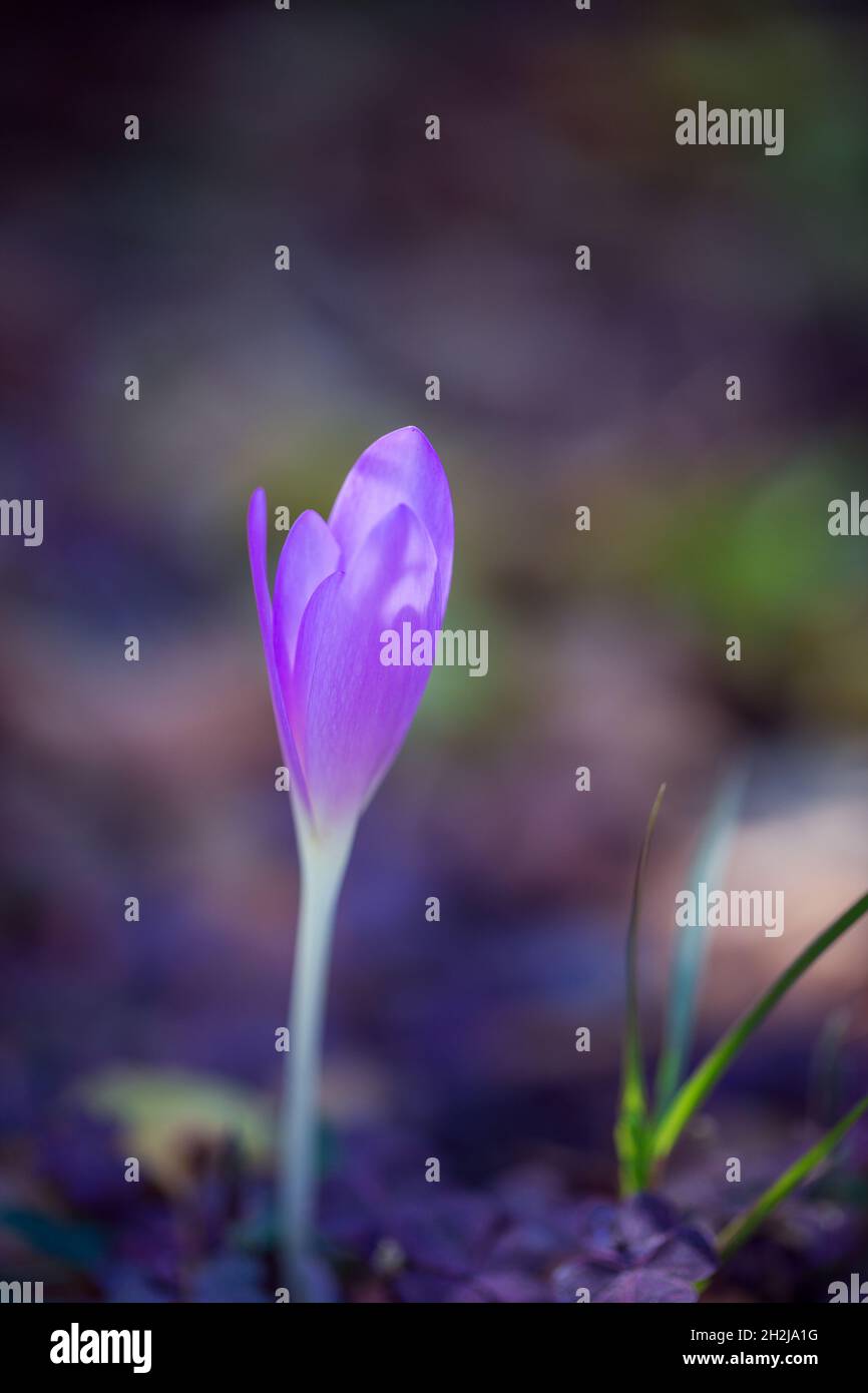 Herbstblumen - blauer Krokus auf einem Hintergrund von Bokeh Stockfoto