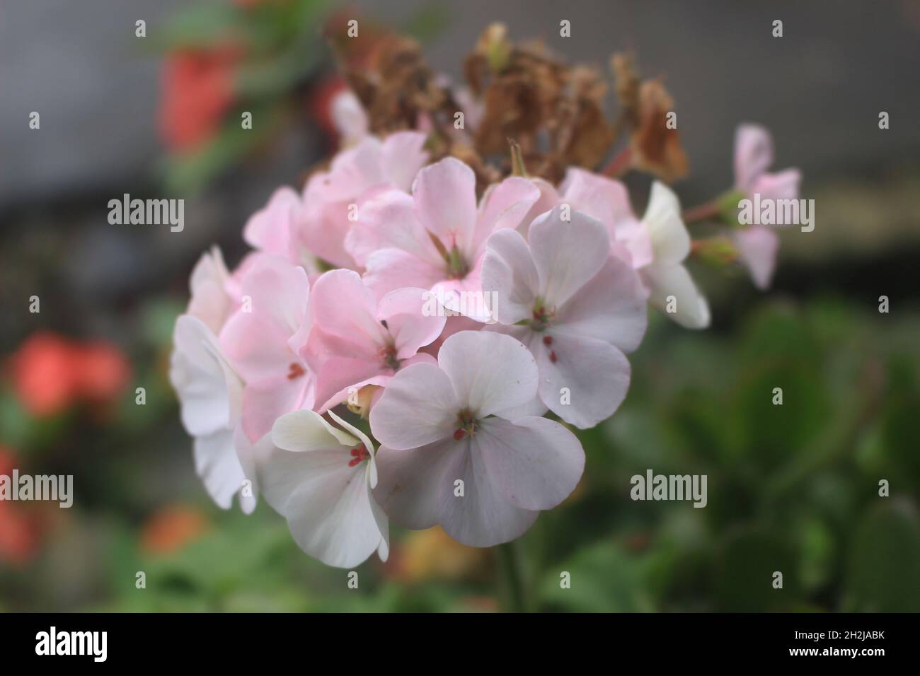 Wunderschöne rosa Blüten aus tropischer Natur mit Makrofotos Stockfoto