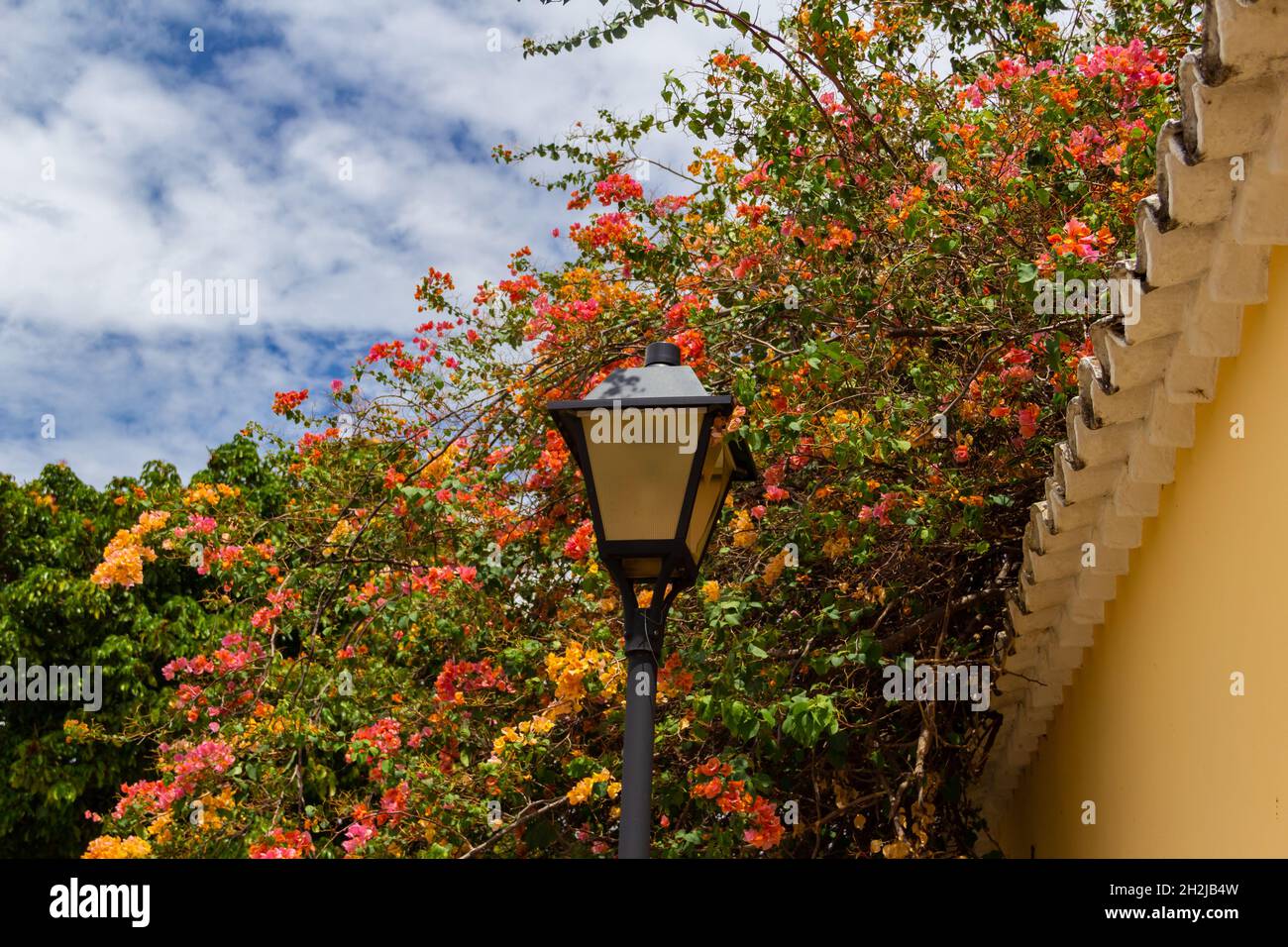 Eine Straßenlampe mit Bougainville Blumen im Hintergrund. Bougainvillea. Stockfoto