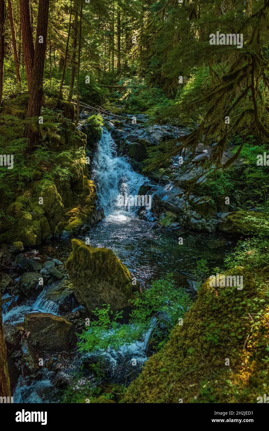 Schatten und Sonnenlicht unterstreichen die Texturen und Muster der Lovers Lane Falls in der Sol Duc Wilderness Stockfoto