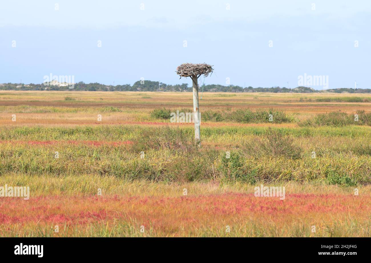 Ein Fischadler brütet in einem Cape Cod Sumpfgebiet. Yarmouth Port, Massachusetts, USA Stockfoto