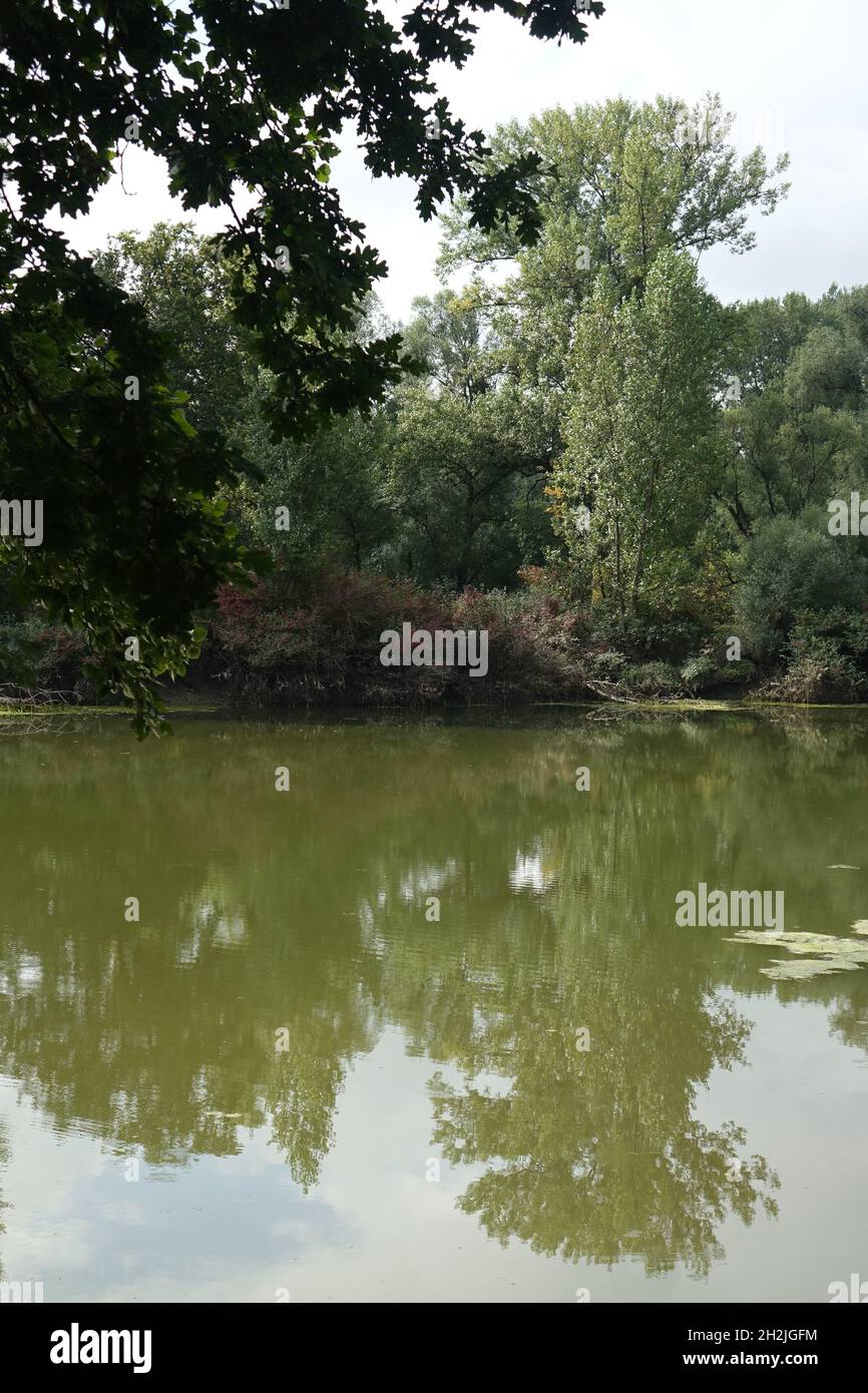 Rheinauen am Plittersorfer Altrhein, Plittersdorf, Rastatt, Baden-Württemberg, Deutschland Stockfoto