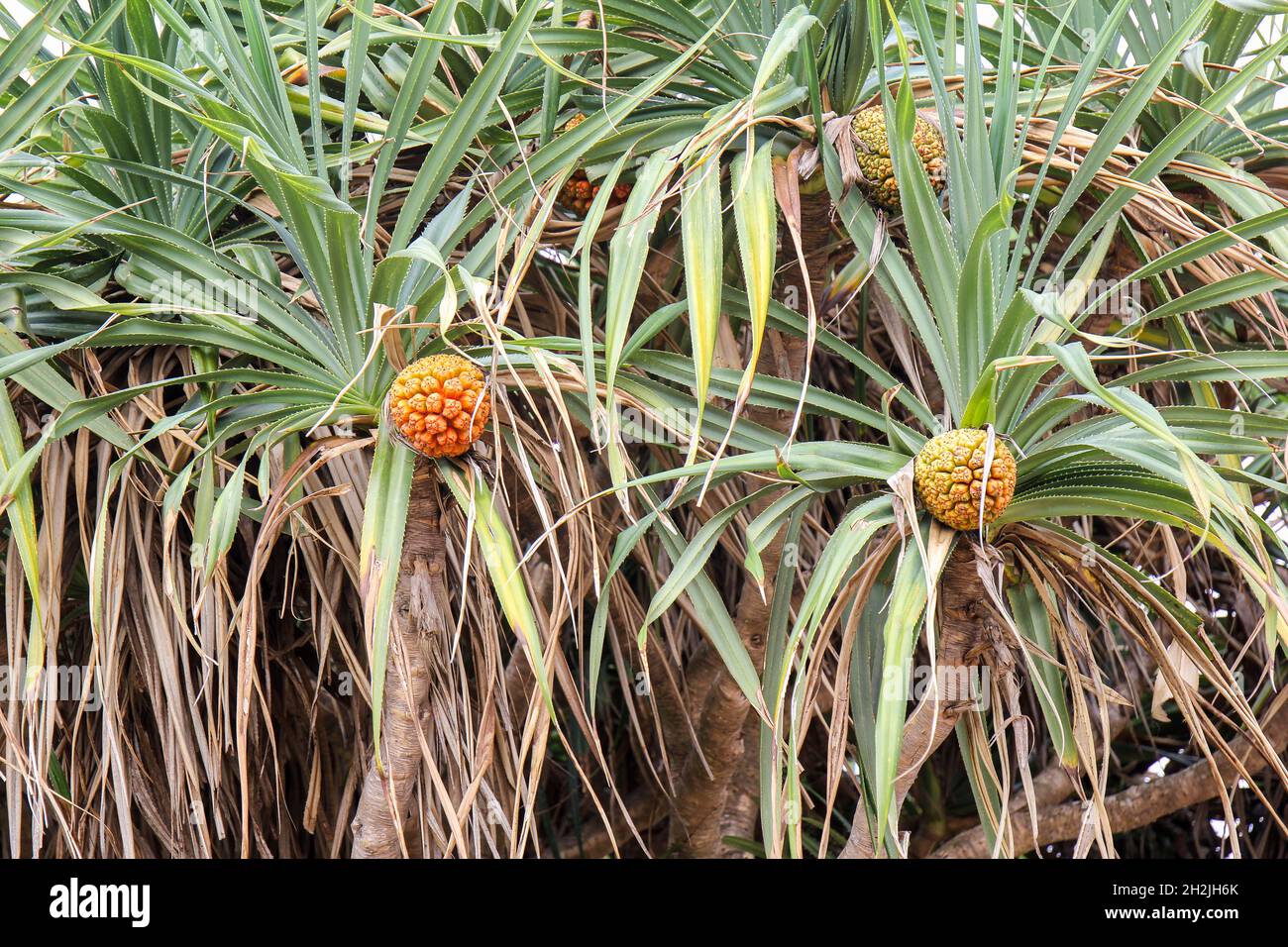 Nicht essbare tropische Pandanobst oder Pandanus (Pandanus odoratissimus L), die von Palmen wächst, die auf Taiwan Island wachsen Stockfoto