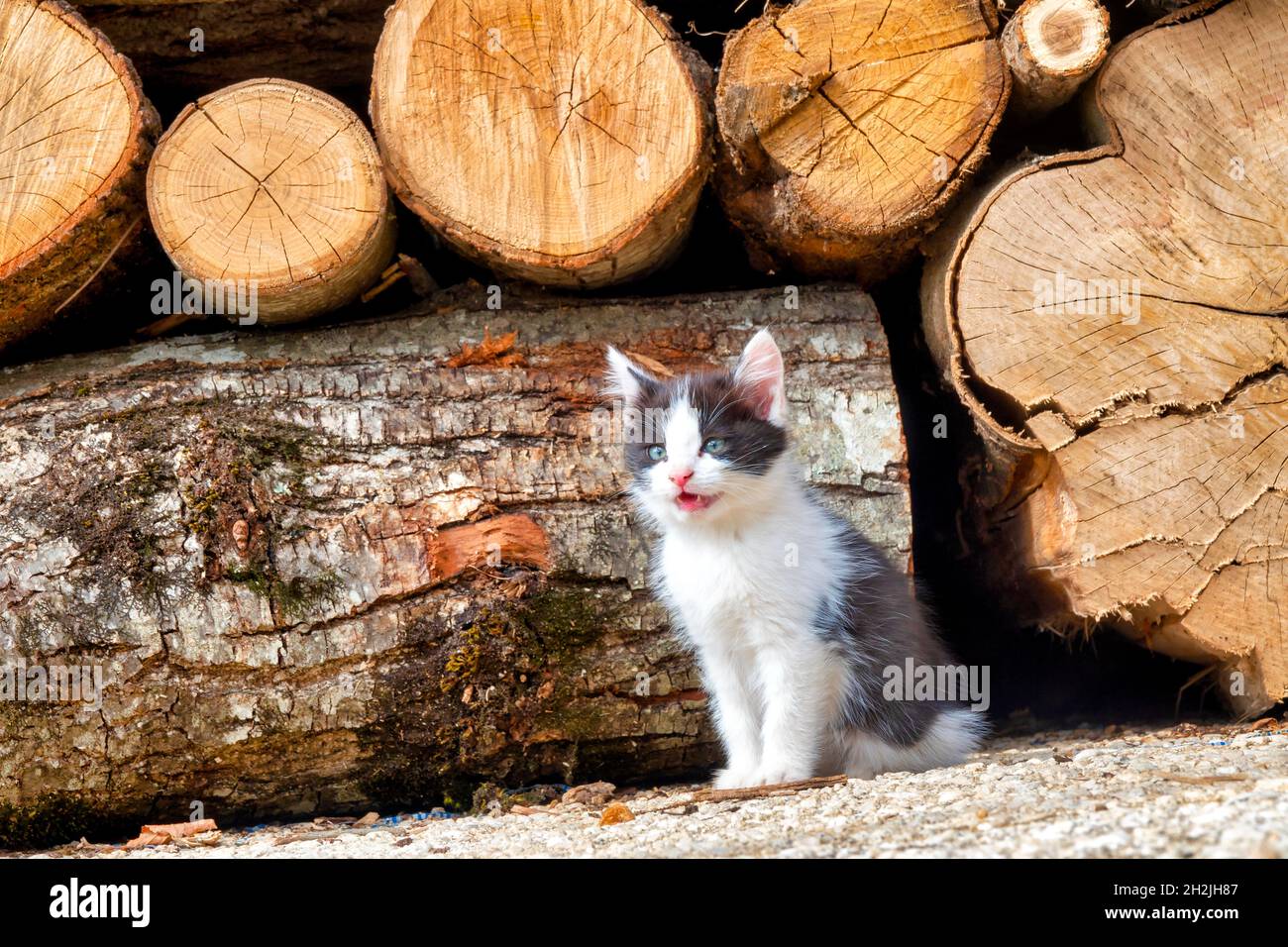 Kätzchen (Felis Catus) vor einem Holzstapel Stockfoto