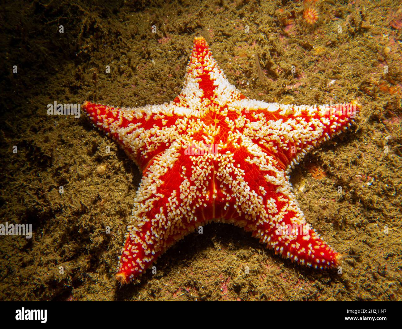 Hippasteria phrygiana ist eine Art von Seestern, auch bekannt als Seesterne, die zur Familie der Goniasteridae gehört. Bild von den Wetterinseln, Skagerrak-See, Schweden Stockfoto