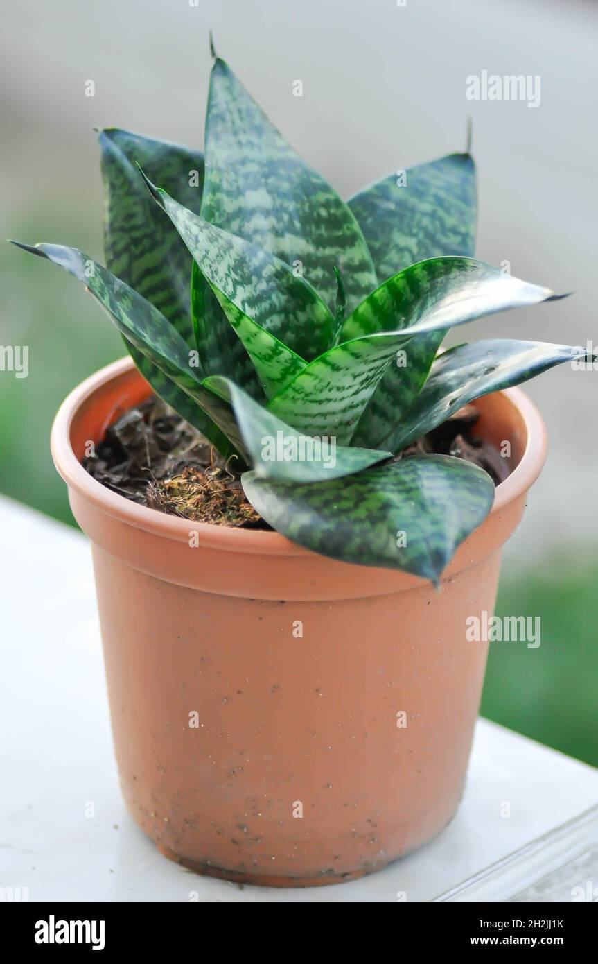 Sansevieria trifasciata Prain, Schlangenpflanze oder Mutter in Gesetzen Zunge und Pfeilspitze Rebe Pflanze Stockfoto