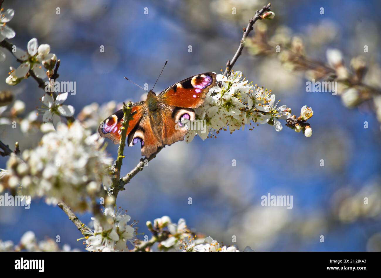 Ein Pfauenschmetterling mit einer schnellen Zufuhr von Nektar aus einigen Blüten, aufgenommen von Dunstable Downs, Bedfordshire, Großbritannien Stockfoto