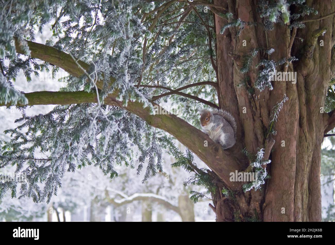 Ein Eichhörnchen nimmt Schutz vor dem Schnee in der Gabel eines Baumes, der in Grove House Gardens, Dunstable, Bedfordshire, Großbritannien, aufgenommen wurde Stockfoto