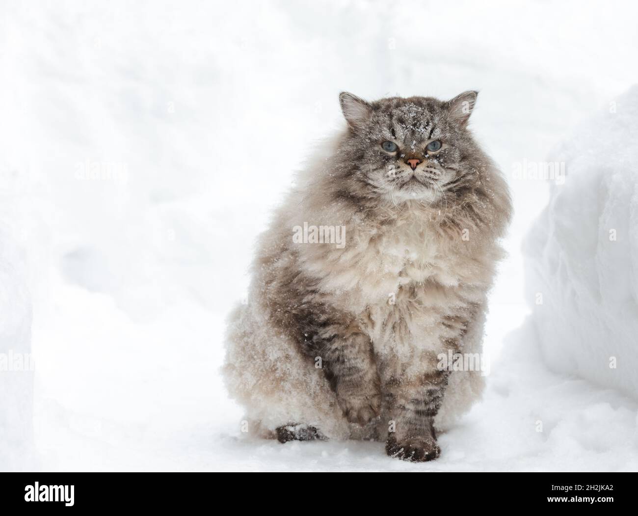 Bedeckt mit Schneeflocken Neva Masquerade Sibirische Hauskatze im Winter im Schnee sitzen Stockfoto