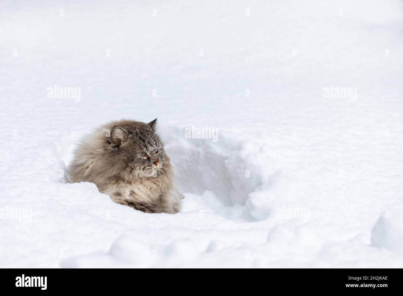 Mit Schnee bedeckt Neva Masquerade Sibirische Hauskatze sitzt in einer Schneeverwehung im Winter Stockfoto