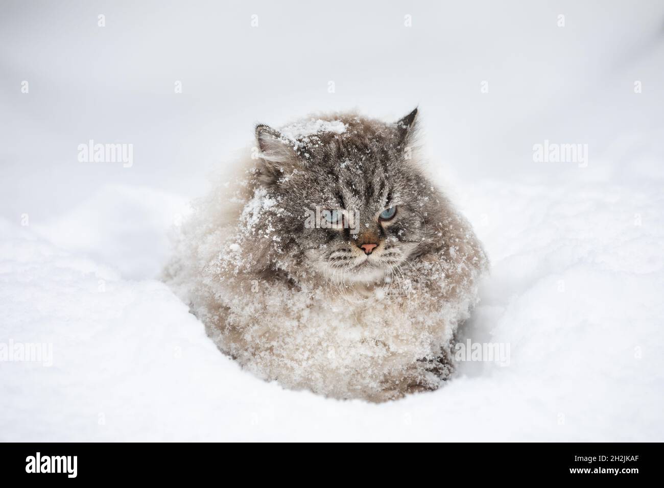 Mit Schnee bedeckt Neva Masquerade Sibirische Hauskatze sitzt in einer Schneeverwehung im Winter Stockfoto
