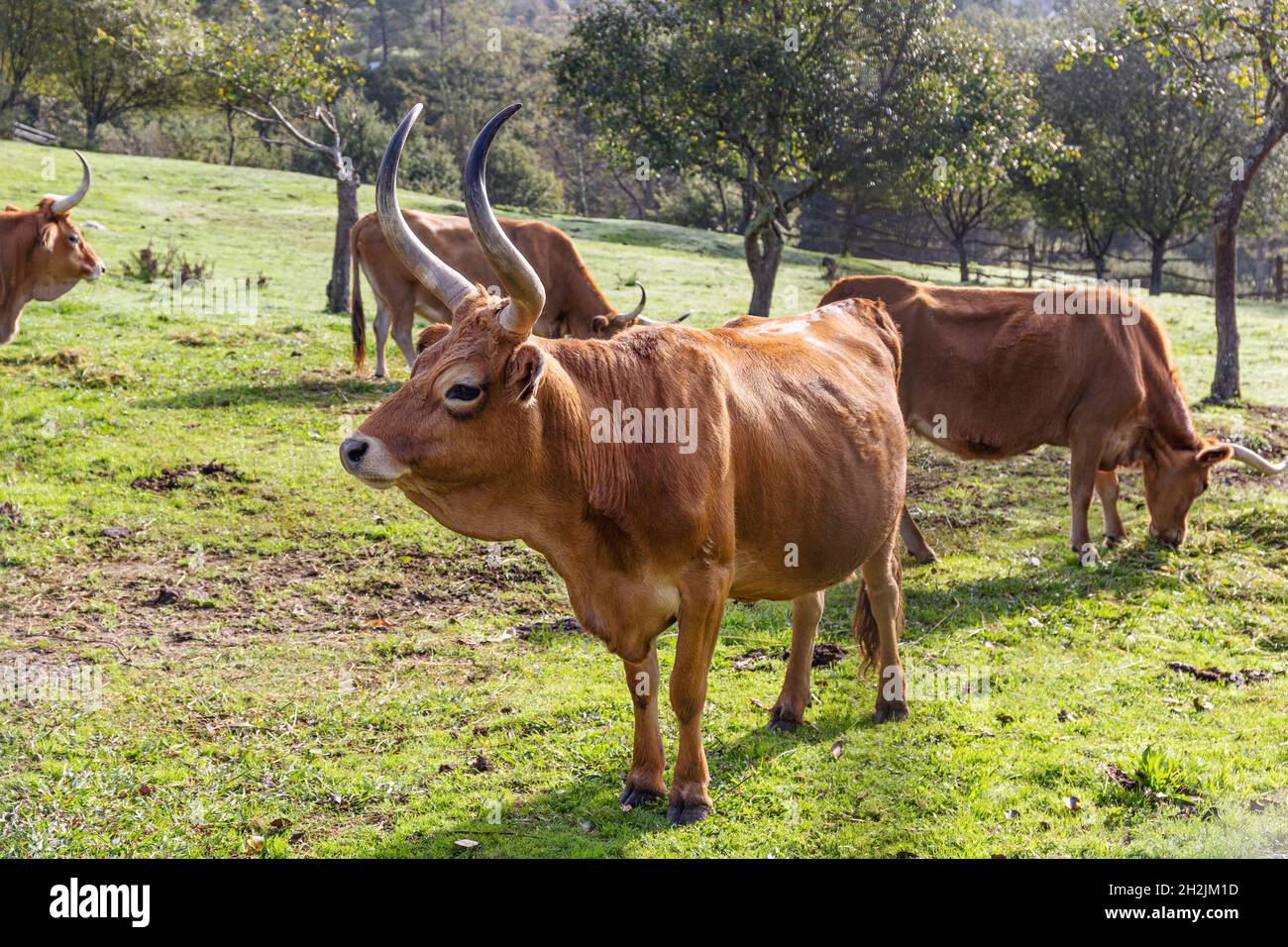 Cachena züchten Kuh auf einem grünen Feld. Viehzucht, Galicien, Spanien Stockfoto