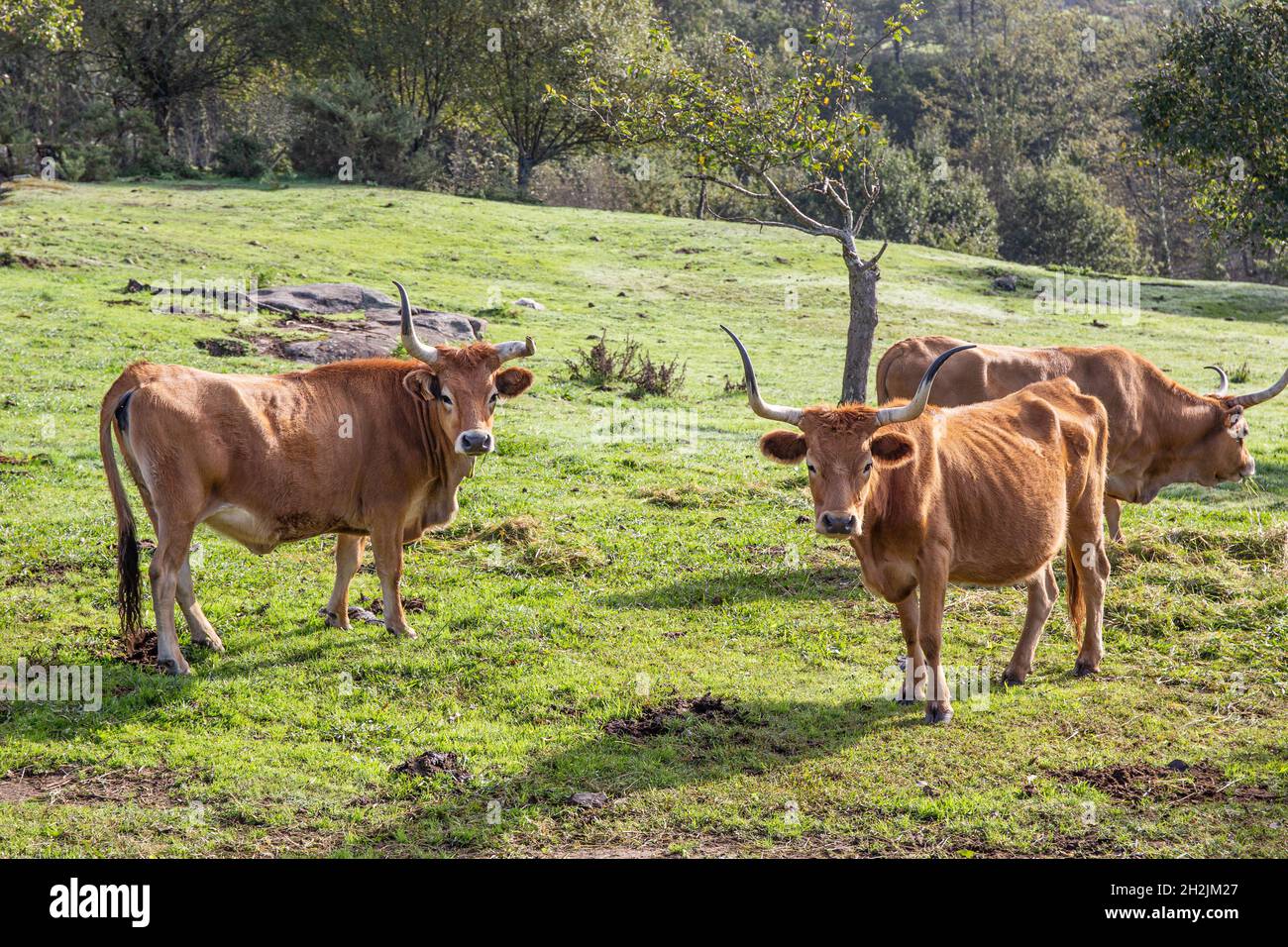 Cachena züchtet Kühe, die auf einem grünen Feld grasen. Viehzucht, Galicien, Spanien Stockfoto