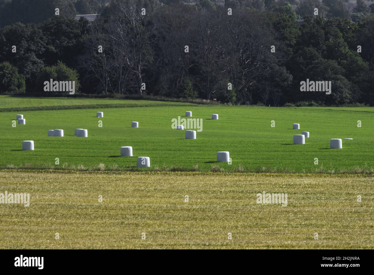 OMBERG, SCHWEDEN - 16. Jul 2021: Der Silage auf einem grünen Farmfeld mit gelbem Vordergrund Stockfoto