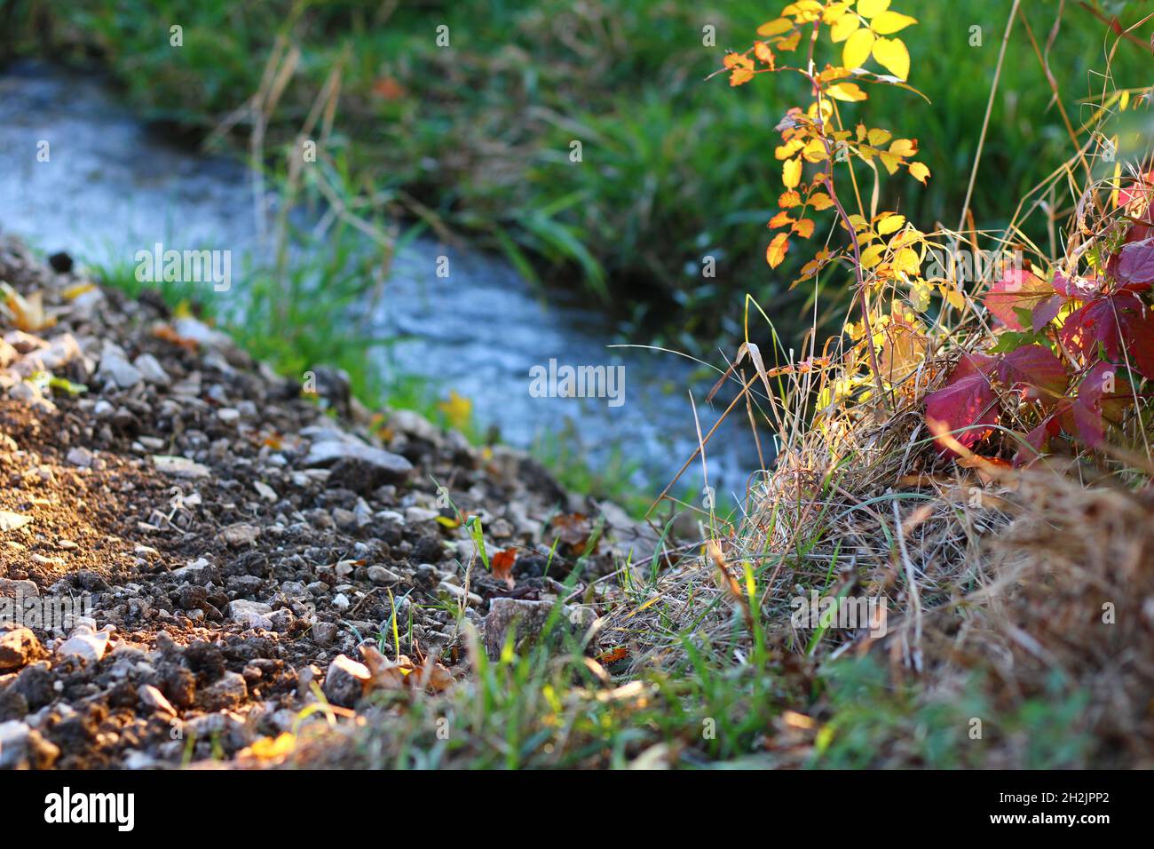 Kleiner Fluss, der neben einigen schönen Büschen fließt Stockfoto