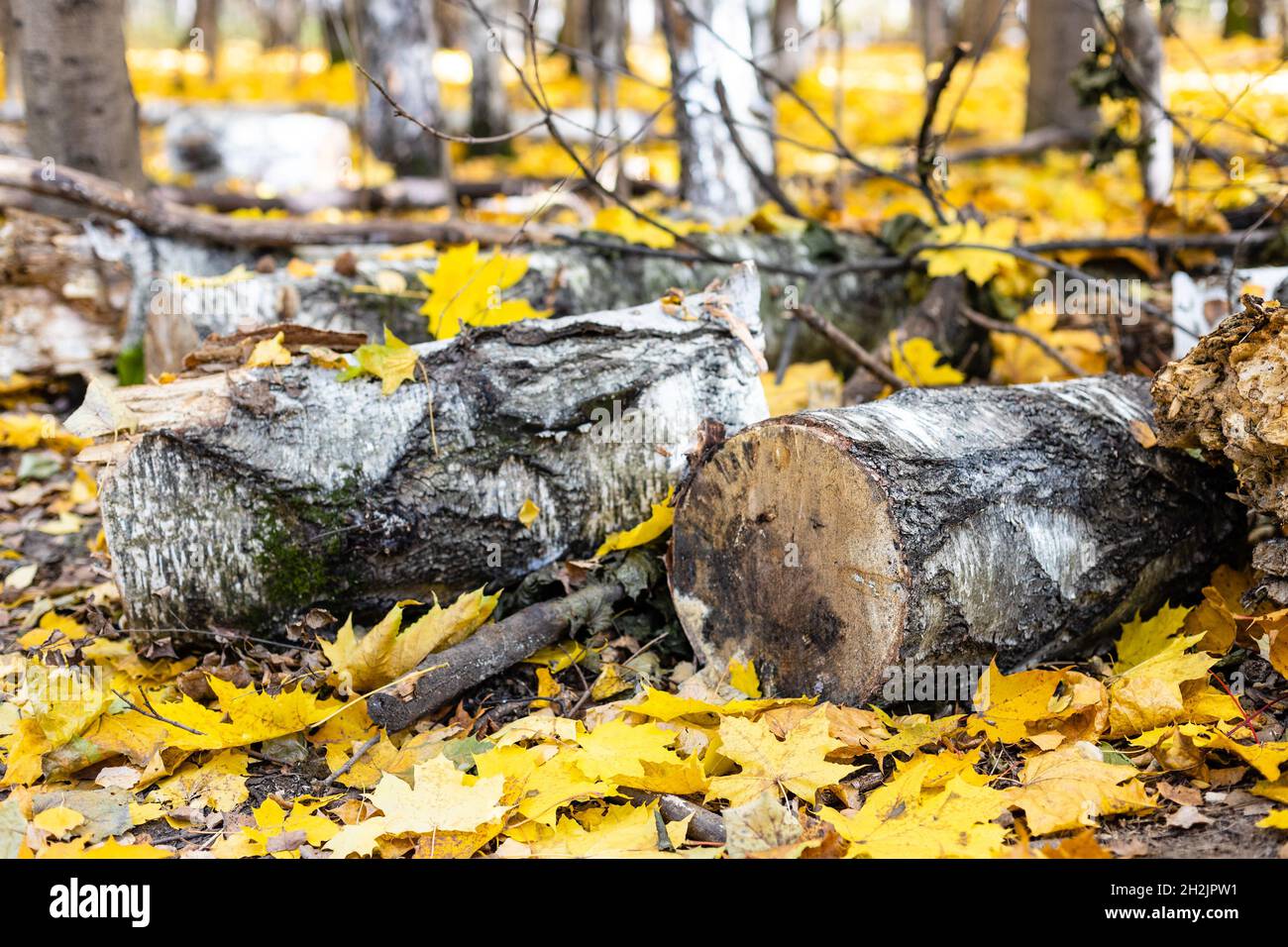 Gesägte Birkenstämme auf gefallenen gelben Ahornblättern im Herbstwald des Stadtparks am sonnigen Herbsttag Stockfoto