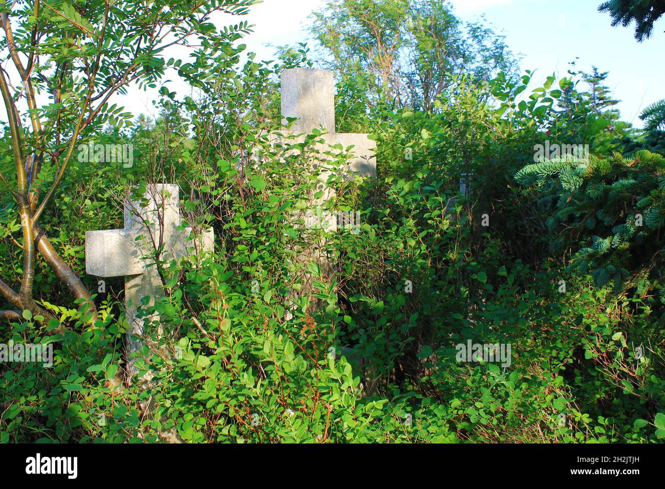 Drei Steinkreuze auf Gräbern, die von Gras und Bäumen überwuchert sind, in einem stillgelegte Friedhof. Stockfoto