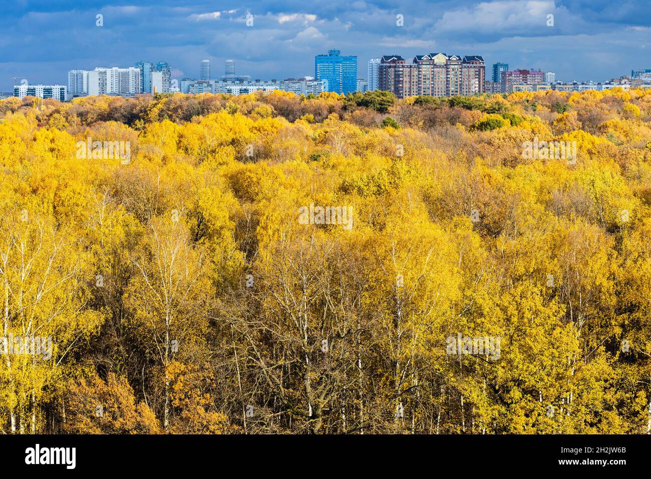 Üppig gelber Wald, der von der Sonne beleuchtet wird, moderne Hochhäuser am Horizont und blaue Regenwolken am Himmel am Herbsttag vor Regen Stockfoto