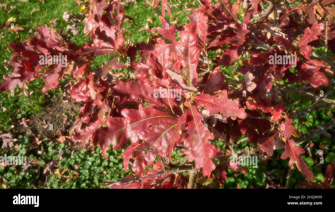 Herbstlich unte Eichenblätter im Georgengarten, Hannover, Herrenhausen Stockfoto