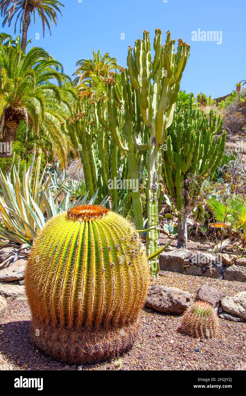 Kaktengarten, Gran Canaria, Spanien Stockfoto