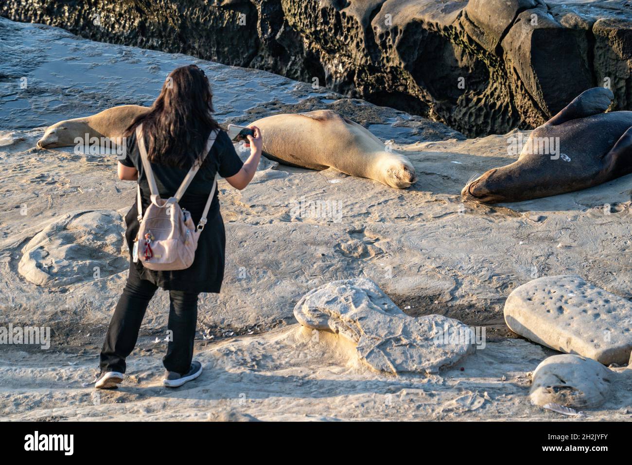 Ein Tourist macht ein Foto von California Sea Lio auf den Felsen am Goldfish Point in La Jolla Cove 15. Juni 2021 in La Jolla, Kalifornien. Der kalifornische Seelöwe wird durch den Marine Mammal Protection Act geschützt, aber Touristen ignorieren die Regeln routinemäßig. Stockfoto