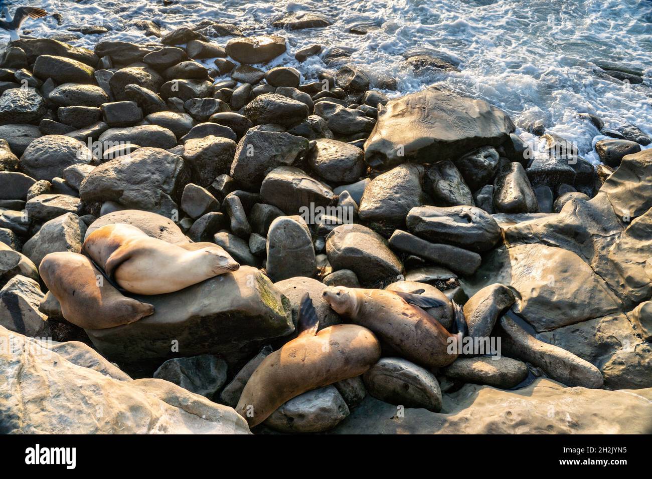 Kalifornische Seelöwen sonnen sich an der felsigen Küste von Goldfish Point in La Jolla Cove 15. Juni 2021 in La Jolla, Kalifornien. Stockfoto