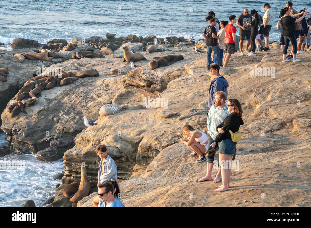 Kalifornische Seelöwen umgeben von Touristen auf den Felsen am Goldfish Point in La Jolla Cove 15. Juni 2021 in La Jolla, Kalifornien. Der kalifornische Seelöwe wird durch den Marine Mammal Protection Act geschützt, aber Touristen ignorieren die Regeln routinemäßig. Stockfoto