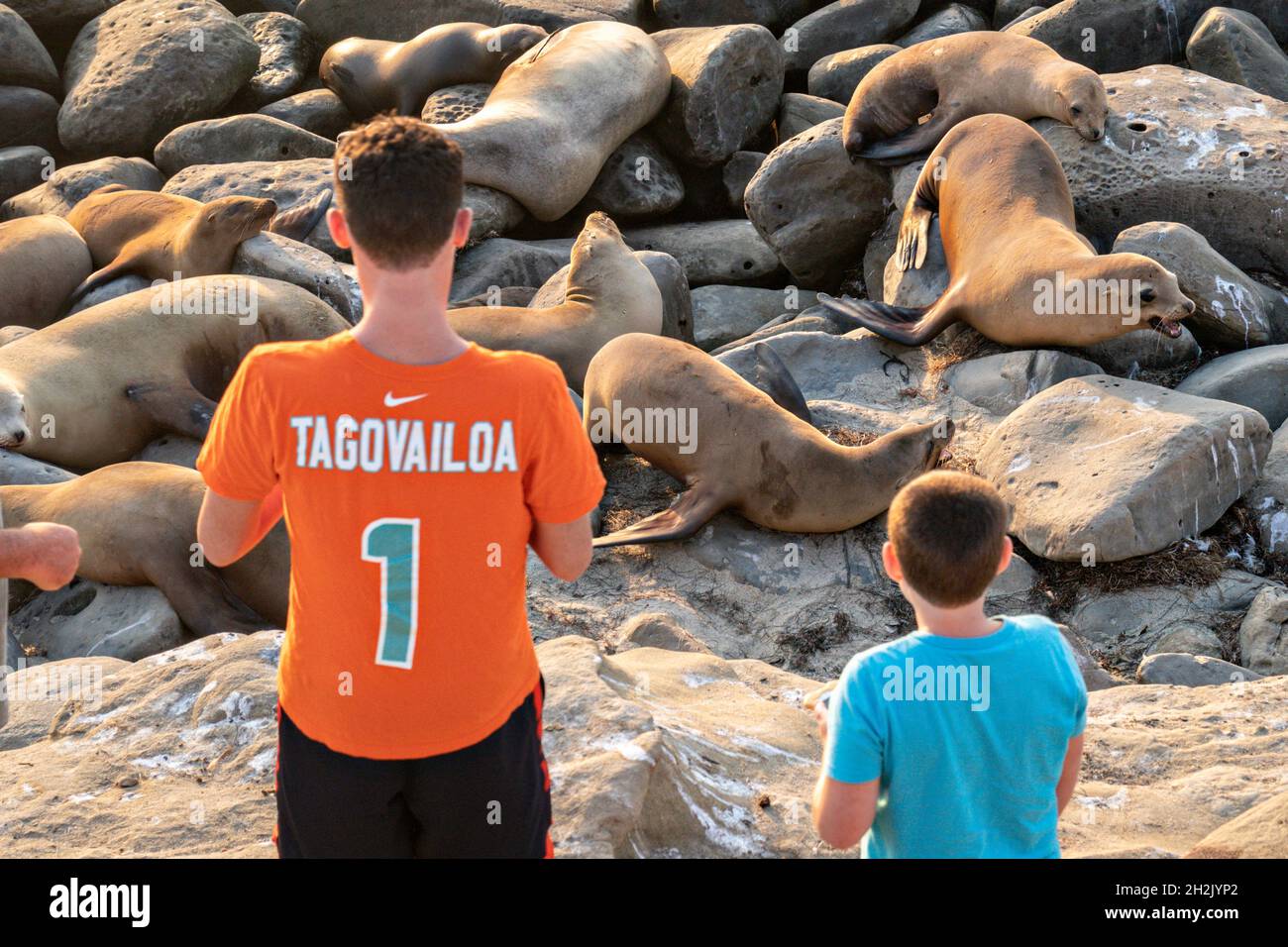 Kalifornische Seelöwen umgeben von Touristen auf den Felsen am Goldfish Point in La Jolla Cove 15. Juni 2021 in La Jolla, Kalifornien. Der kalifornische Seelöwe wird durch den Marine Mammal Protection Act geschützt, aber Touristen ignorieren die Regeln routinemäßig. Stockfoto