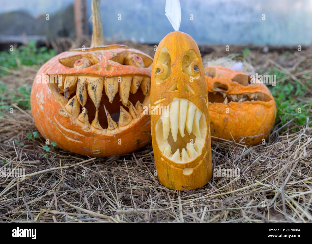 Geschnitzte drei halloween Kürbisse, Dekoration und Feiertagskonzept, geschnitzte Kürbisse für eine lustige Party, lustige und wütende Gesichter, Jack o's Laterne, halloween t Stockfoto