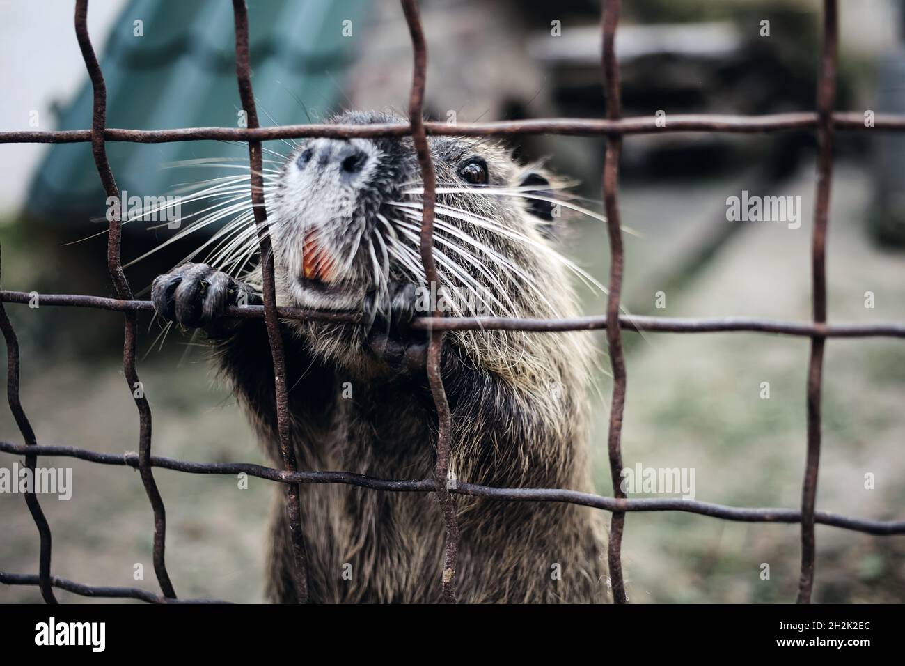 Otter-Nagetier hinter Zoobars mit Schnurrbart Stockfoto