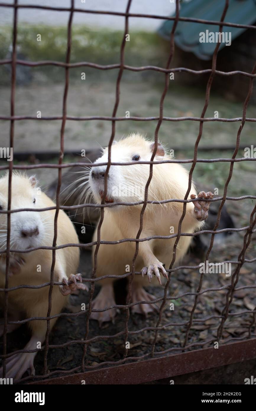 Zwei Otter Nagetiere mit Webbeet Füße fangen Metall Zoo Käfigstangen und fragen Sie nach Nahrung Stockfoto