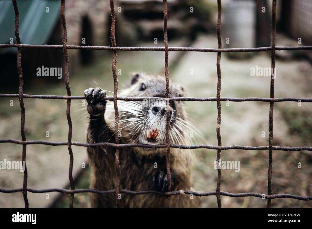 Niedliche Otter Nagetier Käfig Zoo Metall Käfig Bars und schauen in der Kamera Stockfoto