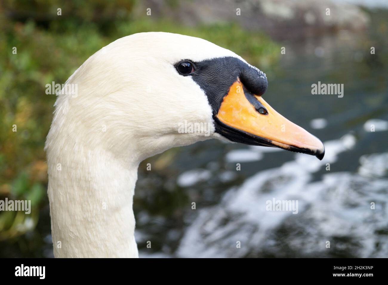 Der weiße Schwan schwimmt aus nächster Nähe auf warmen Seen Stockfoto