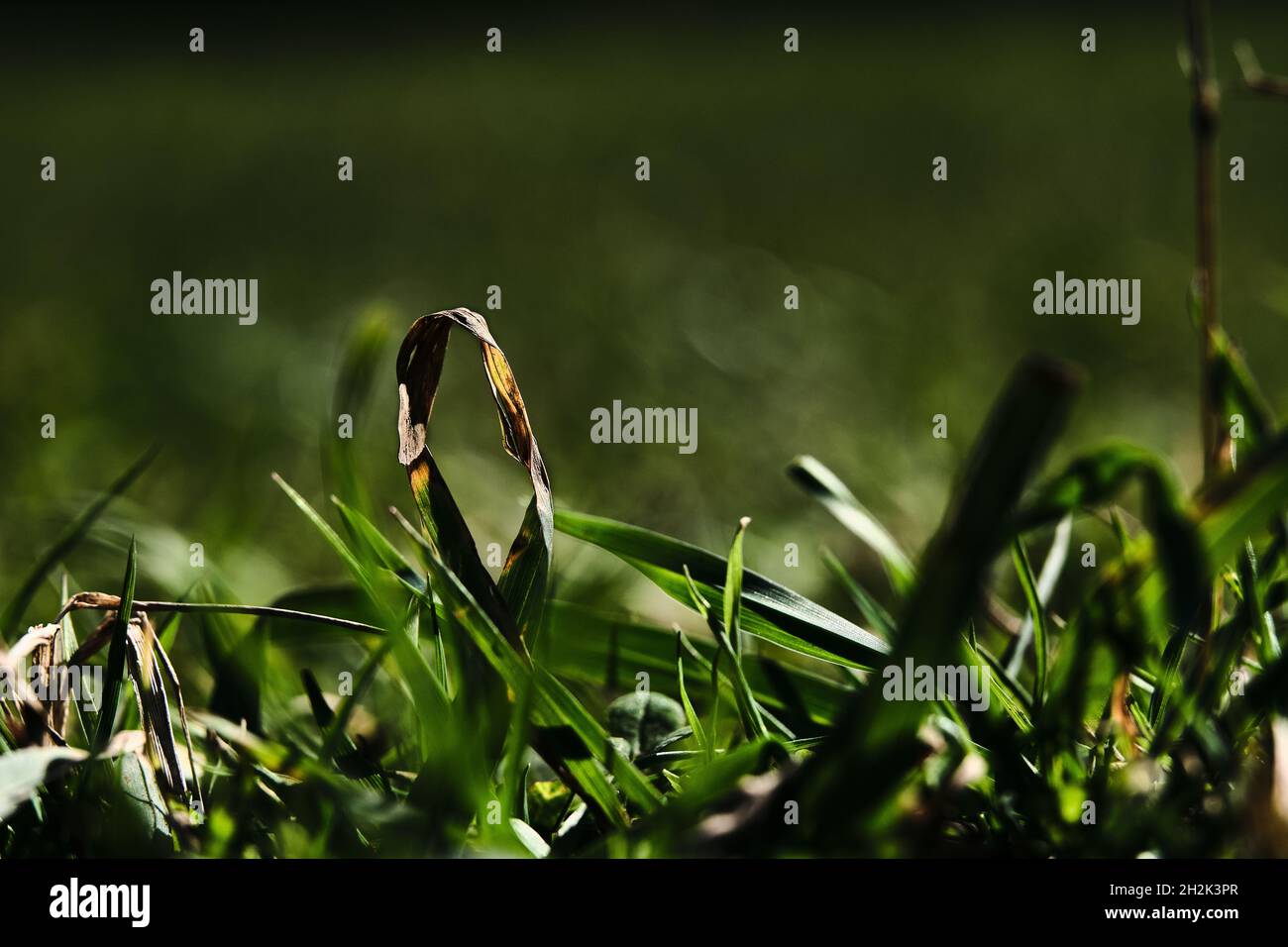 Niedrige Ansicht der Nahaufnahme der umgeklappten Grashalme Stockfoto