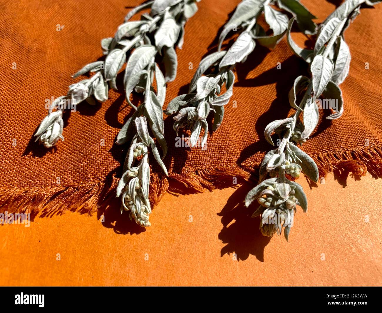 Wilder Salbei auf einem orangefarbenen Textil Stockfoto