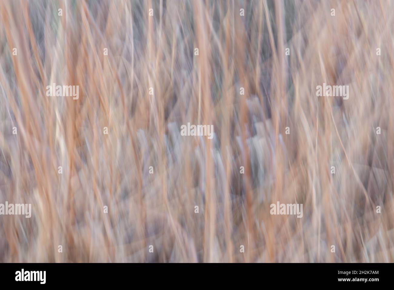 Schwenkendes Bild von getrocknetem Ziergras, das einen interessanten unscharfen Bewegungseffekt erzeugt Stockfoto