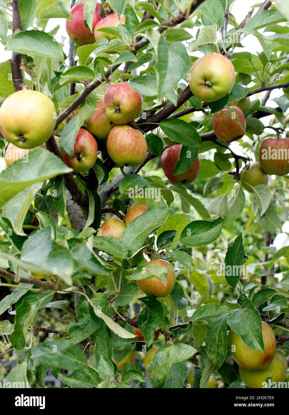 Eine gute Ernte von braeburn Äpfeln auf dem Baum im Herbst reif und bereit zu pflücken Stockfoto