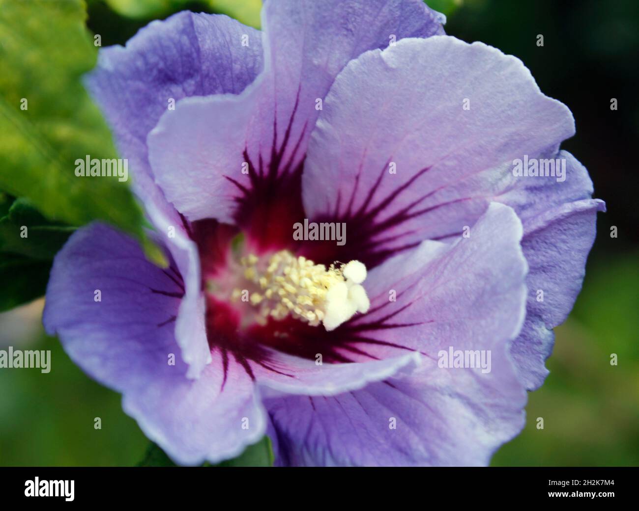 Nahaufnahme des Syriacus der Hibiskusblüte „oiseau blue“ Stockfoto