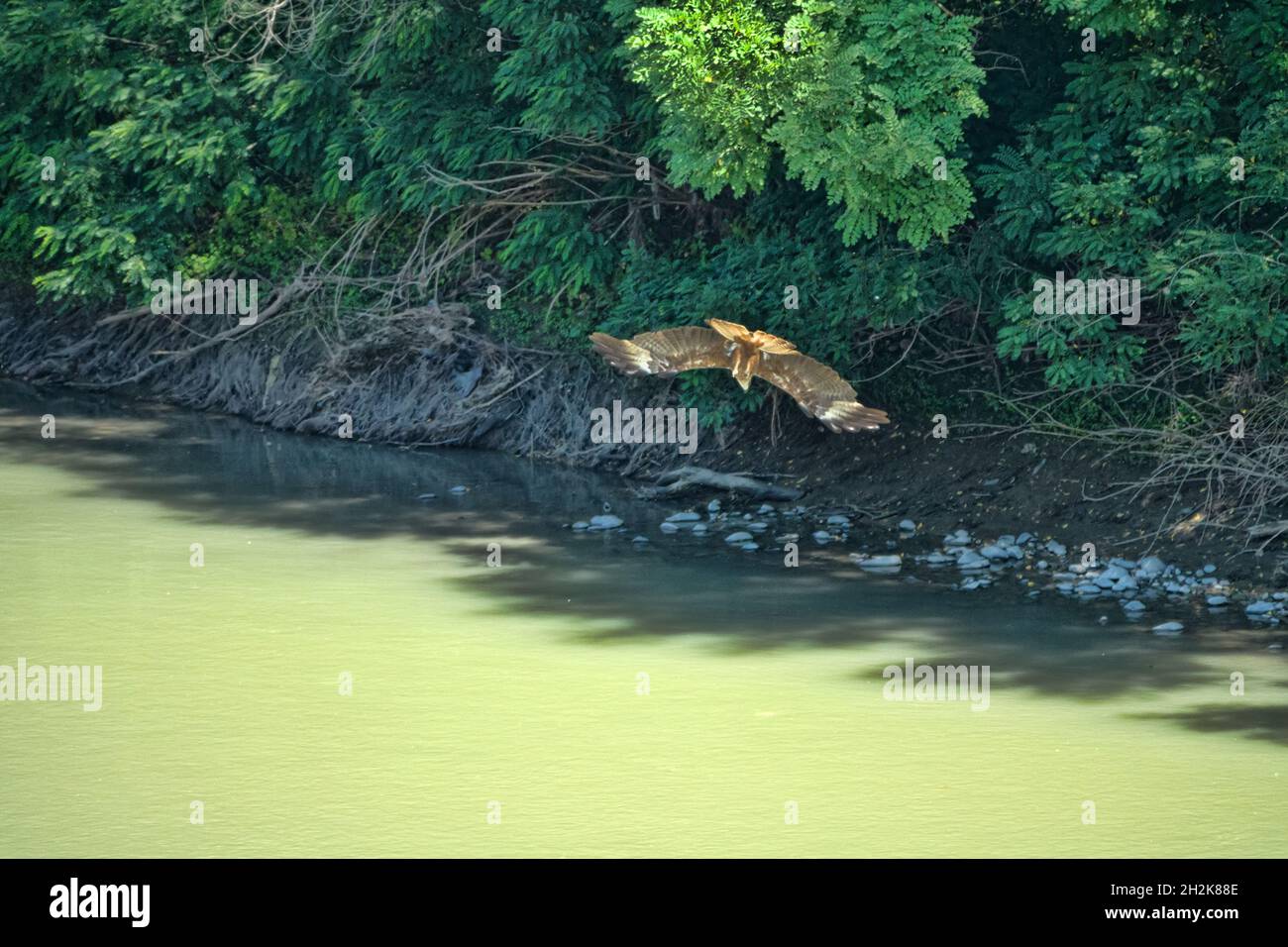 Ein Schwarzer Drachen (Milvus migrans) jagt Fische über einen schlammigen Fluss. Serie von Bildern des Jagdverhaltens Stockfoto