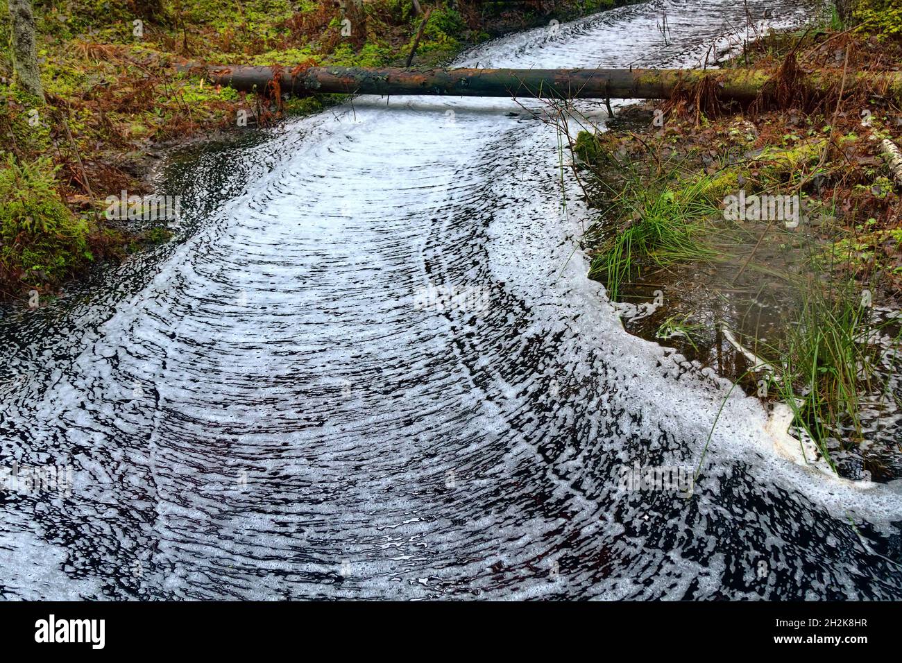 Waldwunder. Der ruhige Waldbach ist mit einem gerippten Kreuzmuster aus Schaum bedeckt, Wasserstraße wie eine weiße Straße. Northland Urwald, Bosom Stockfoto