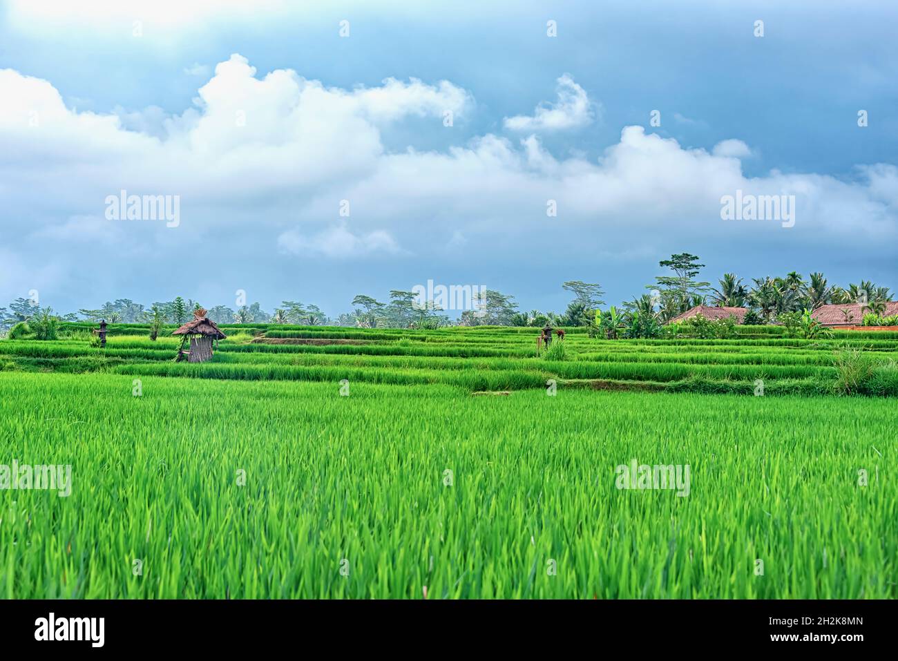 Reisfeld in einer balinesischen Landschaft Stockfoto