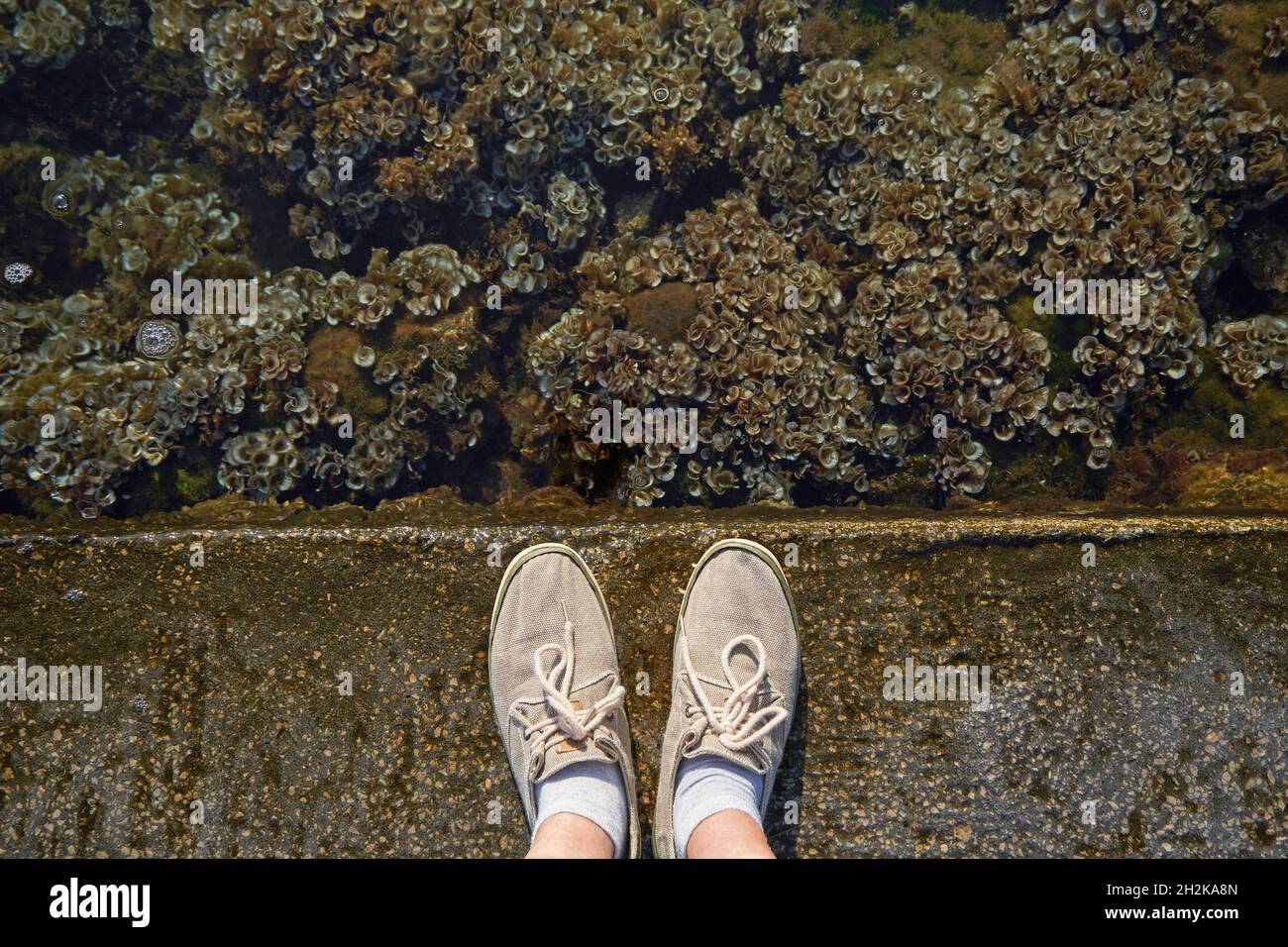 Menschliche Füße stehen neben dem Meer und Seegras. Stockfoto