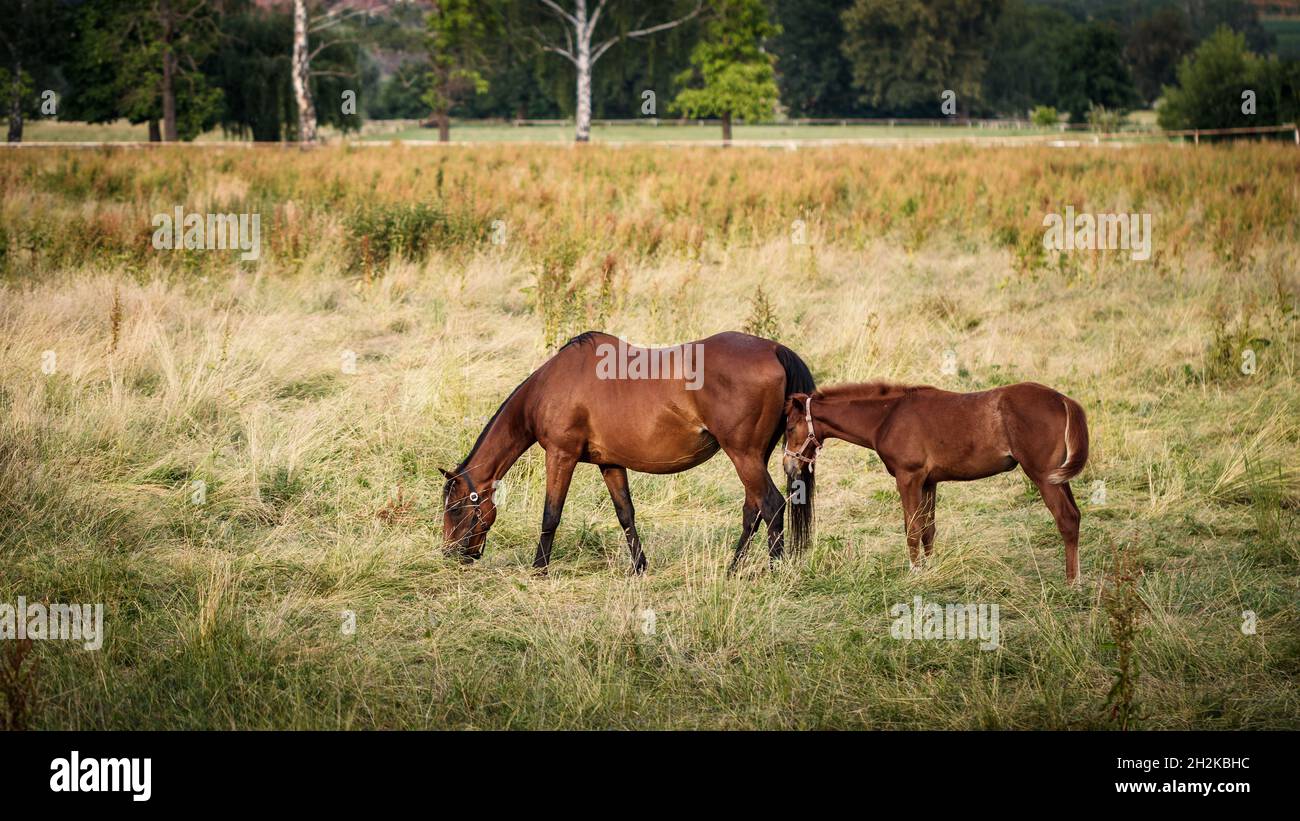 Vollblutpferd auf der Weide. Mare mit ihrem Fohlen grasen auf der Wiese. Rennpferdefamilie auf Ranch Stockfoto