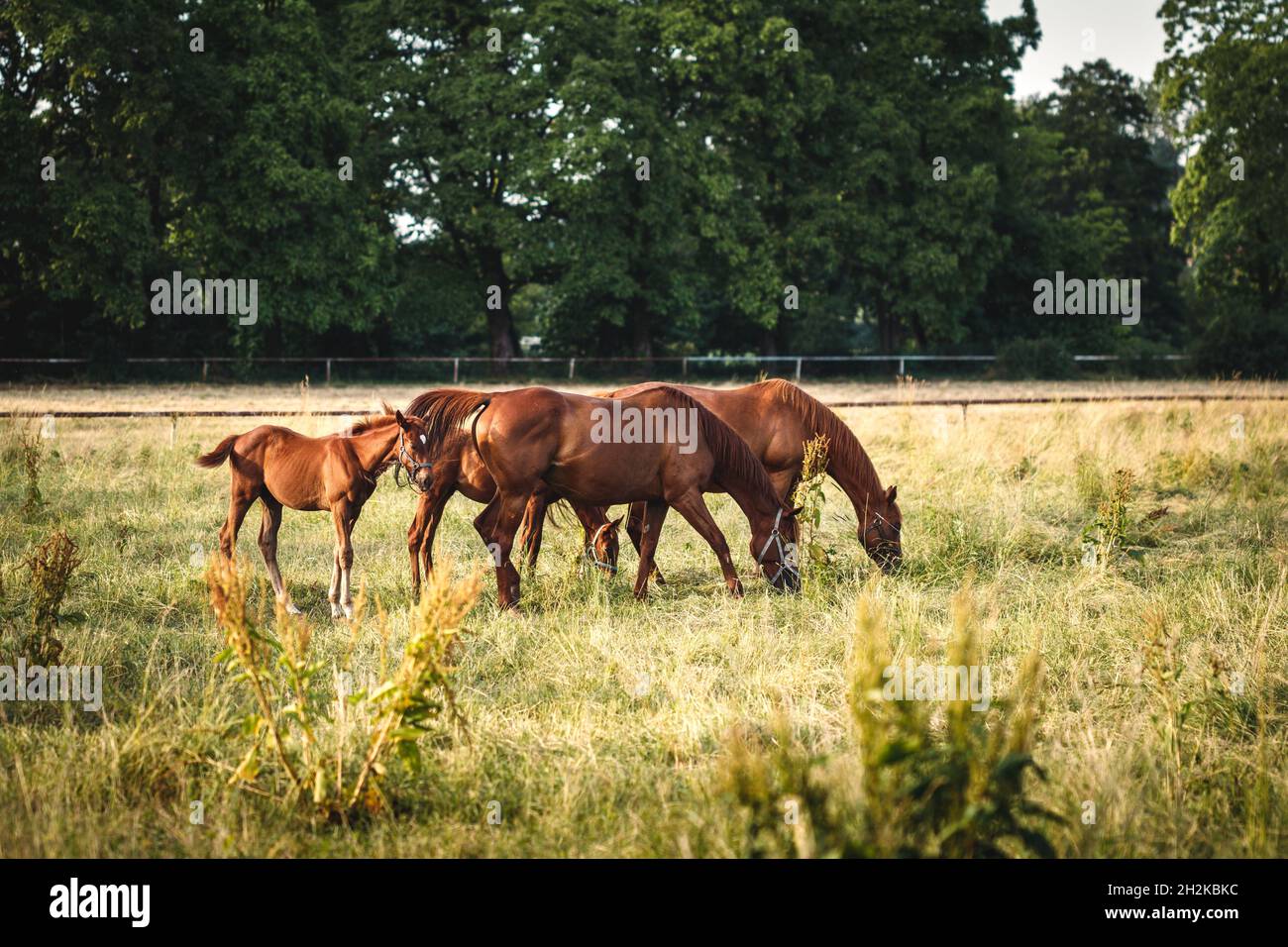 Vollblutpferd auf der Weide. Mare mit ihrem Fohlen grasen auf der Wiese. Rennpferdefamilie auf Ranch Stockfoto