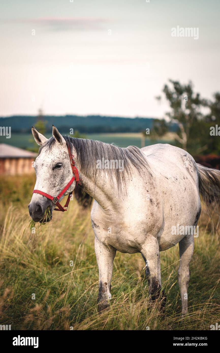 Weißes Pferd grast auf der Weide Stockfoto