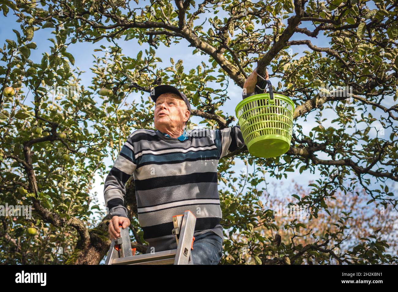 Senior Farmer pflücken Apfelfrüchte von Leiter im Obstgarten. Ernte von Bio-Äpfeln im Herbst. Landwirtschaftliche Tätigkeit und hausgemachte Produkte in gar Stockfoto