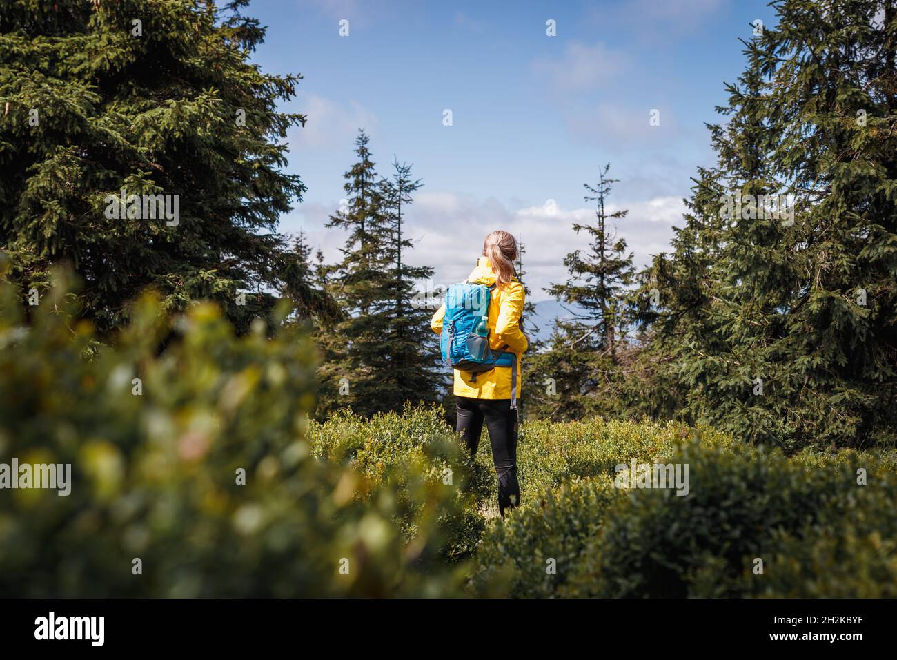 Wanderer mit Rucksack, der in einem Fichtenwald mit Heidelbeerbüschen steht. Solo Tourist Wandern im Wald. Sportlicher, aktiver Lebensstil Stockfoto