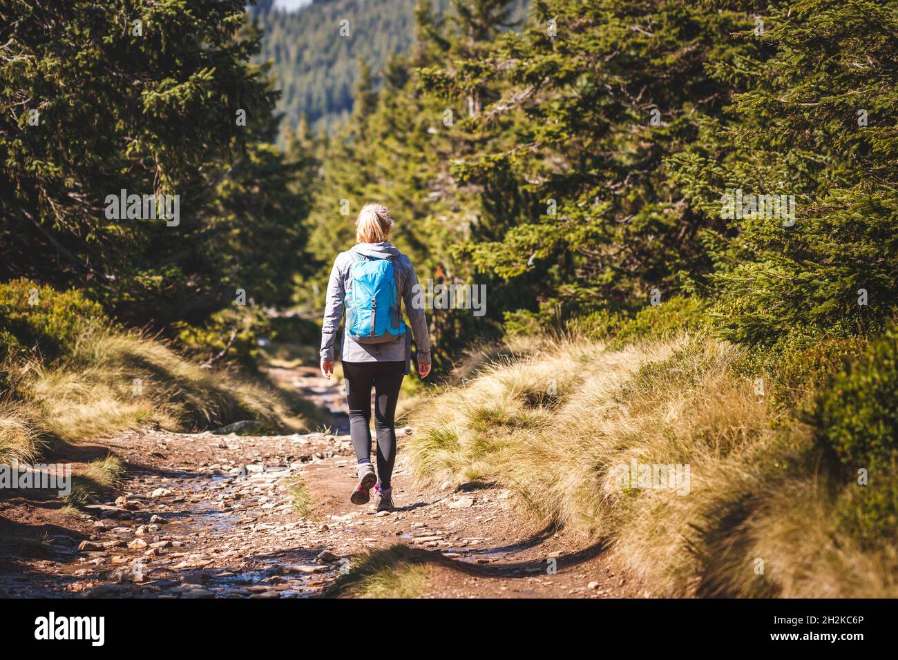 Solo-Hikerin beim Wandern auf dem Wanderweg im Wald. Frau mit Rucksack Wandern im Wald. Sportlicher, aktiver Lebensstil Stockfoto