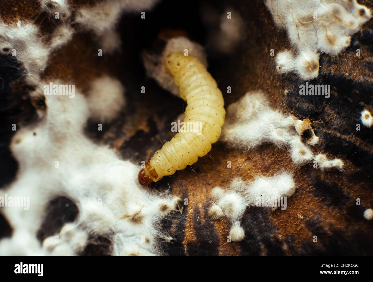 Ein Wurm, ein Insekt auf der Oberfläche eines schimmeligen Apfels. Die schimmeligen Früchte, die der Wurm isst Stockfoto